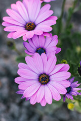 Lilac flowers of osteospermum in summer in the garden