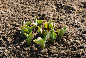 Tulip sprouts come out of the ground in spring in the garden