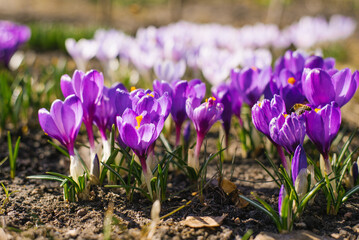 Spring crocus flowers bloom in the garden