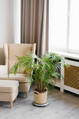 Indoor palm tree in a pot in the interior of the living room. Beige armchair near the window