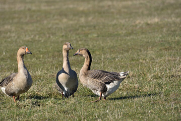 wild goose on green meadow