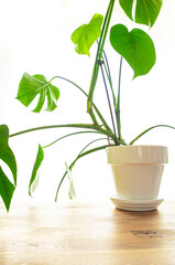 Monstera indoor plant big green leaves evergreen indoor flower in a flower pot on the table copy space flora background
