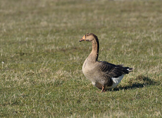 wild goose on green meadow