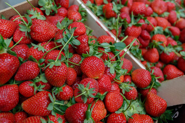 ripe juicy strawberries close up 