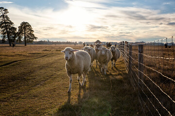 Flock of sheep walking on agricultural field