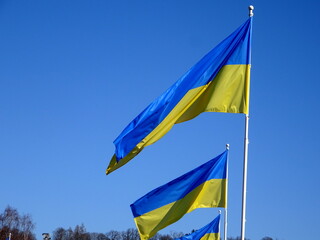 Ukrainian flags in the wind on a background of blue sky