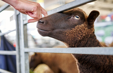 A close-up of a brown sheep having it's nose scratched in it's pen prior to being sold at an...