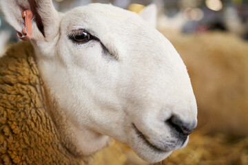 A close-up head portrait of a North Country Cheviot sheep in a pen prior to being sold at an agricultural auction in the UK.