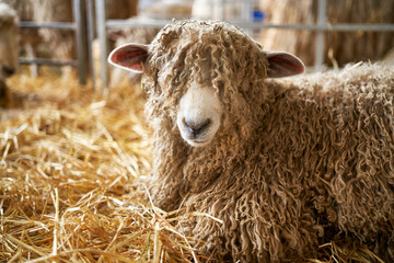 A close-up of a Lincoln Long Haired sheep in a pen prior to being sold at an agricultural auction...