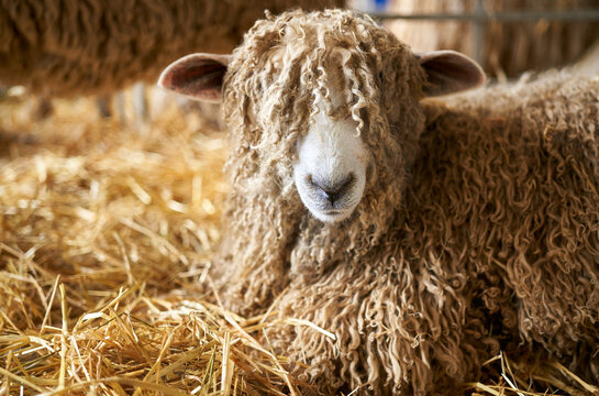 A close-up of a Lincoln Long Haired sheep in a pen prior to being sold at an agricultural auction in the UK.