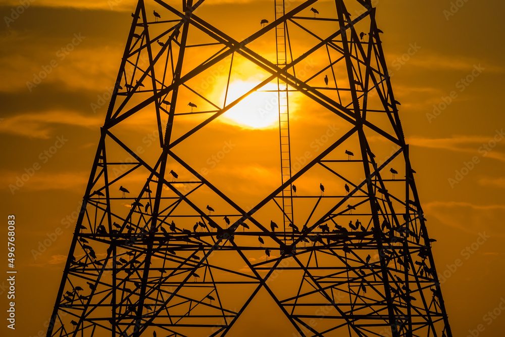 Wall mural silhouette of bird perched on high voltage post,high voltage tower sky sunset background.