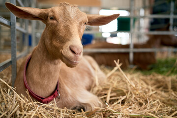 A brown goat resting, lying down, on hay in its pen at an agricultural event in the UK.