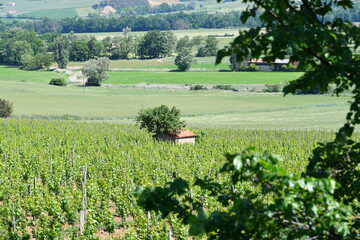 Fototapeta na wymiar Petite maison de vigneron au milieu d'une belle vigne et ombragée par un arbre sur le chemin de randonnée de la vallée des saints à boudes dans le puy de dôme