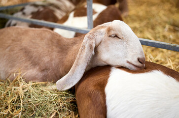 A goat sleeping on hay in its pen with it's head resting on the back of another goat at an...