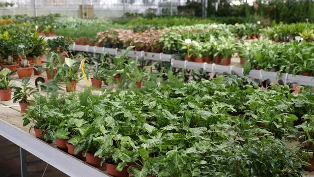 Pots with planted dieffenbachia with variegated yellow green foliage on showcase of garden center. Growing of ornamental potted plants for home design