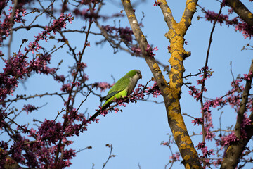 Obraz premium Monk parakeet on a branch of a tree with pink flowers