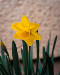 Obraz premium Narcissus flowers decorating a home