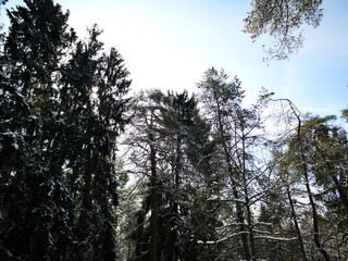  winter forest in the snow