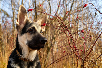Dog German Shepherd in a forest in an autumn day
