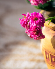 Budding Kalanchoe blossfeldiana flower, decorative indoor plant