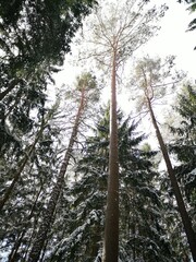 Fototapeta premium trees in the forest