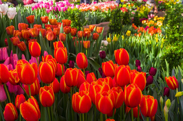 Obraz premium Bright multicolored tulips.