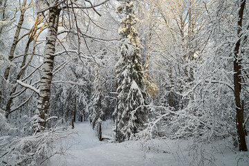 Forest covered with white snow on a cold winter day