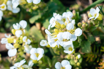 White arabis alpina caucasica flowers blooming in the garden