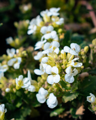 White arabis alpina caucasica flowers blooming in the garden