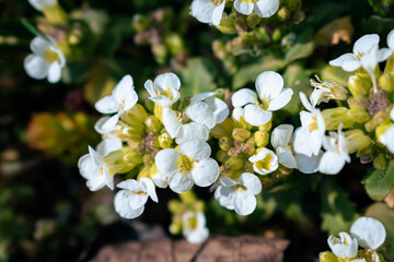 White arabis alpina caucasica flowers blooming in the garden