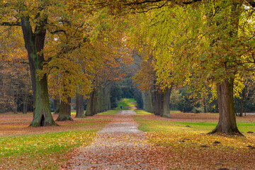 Naklejka premium Autumn in a park in Kassel, Germany, with many old trees and a footpath, a jogger can be seen on the horizon