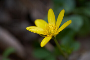 Spring plant Ficaria verna in forest. Known as lesser celandine or pilewort. Wild yellow flower, detail of flower head, selective focus.