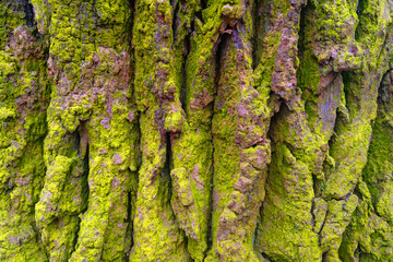 Close-up of the bark of a tree covered with green moss.