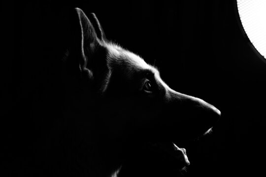 A black-and-white photograph of the head of an Eastern European Shepherd dog in close-up on a black background. The contour of the head is specially highlighted with a bright beam of light to highligh