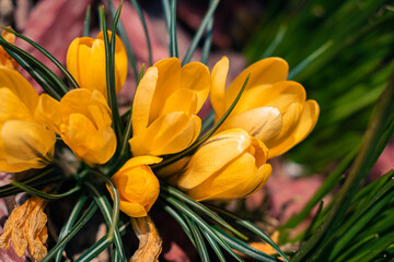 Yellow crocuses blooming in spring