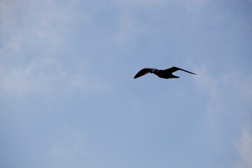 seagull in the sky
