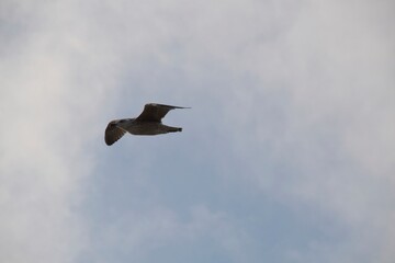 seagull in the sky