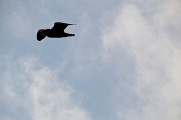 seagull in the sky