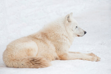 Obraz na płótnie Canvas Wild polar wolf is lying on white snow. Canis lupus arctos. White wolf or alaskan tundra wolf. Animals in wildlife.