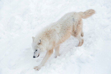Big polar wolf is running on a white snow. Canis lupus arctos. White wolf or alaskan tundra wolf. Animals in wildlife.