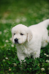 little golden retriever puppies on the green lawn