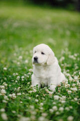 little golden retriever puppies on the green lawn