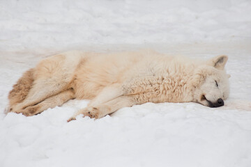 Wild polar wolf is sleeping on white snow. Canis lupus arctos. White wolf or alaskan tundra wolf....