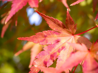 紅葉する赤いもみじの葉