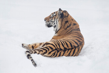 Big siberian tiger is lying on a white snow and looking away. Amur tiger. Panthera tigris tigris. Animals in wildlife.