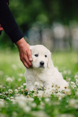Fototapeta na wymiar little golden retriever puppies on the green lawn