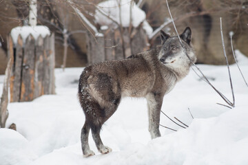 Wild black canadian wolf is standing on a white snow and looking away. Canis lupus pambasileus. Animals in wildlife.
