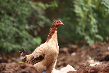 Chicken foraging in the Fields
