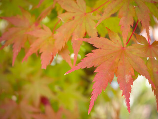 紅葉する赤いもみじの葉