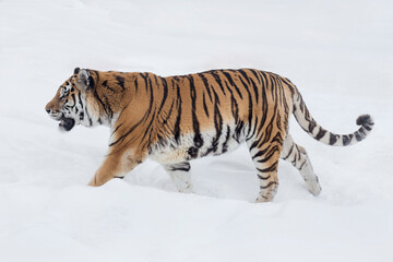 Fototapeta premium Wild siberian tiger is walking on a white snow and looking away. Amur tiger. Panthera tigris tigris. Animals in wildlife.
